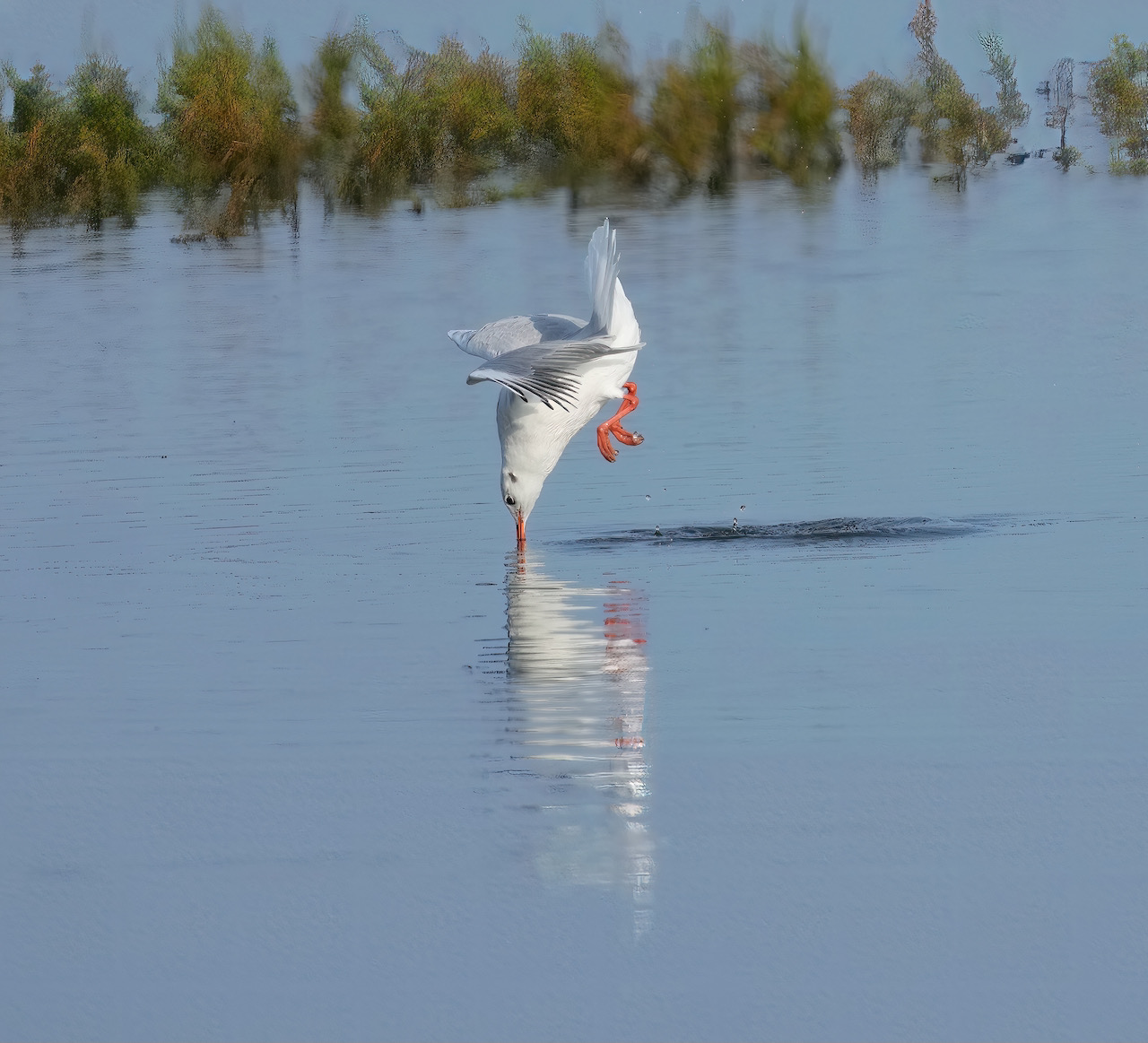 _DSC7745.jpeg
