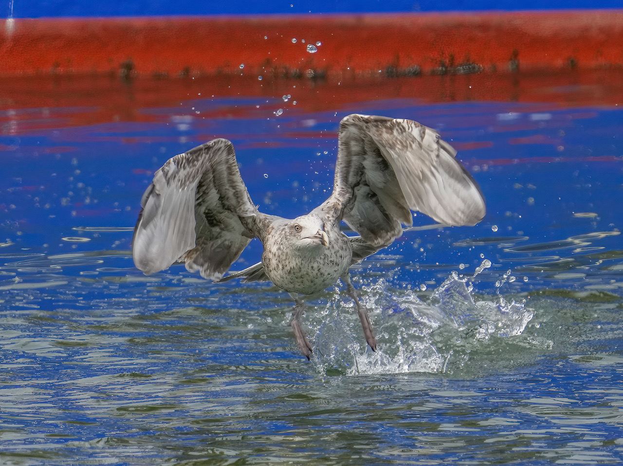 _DSC7846.jpeg