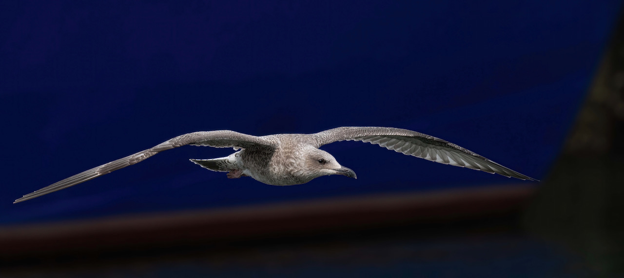 _DSC7872.jpeg