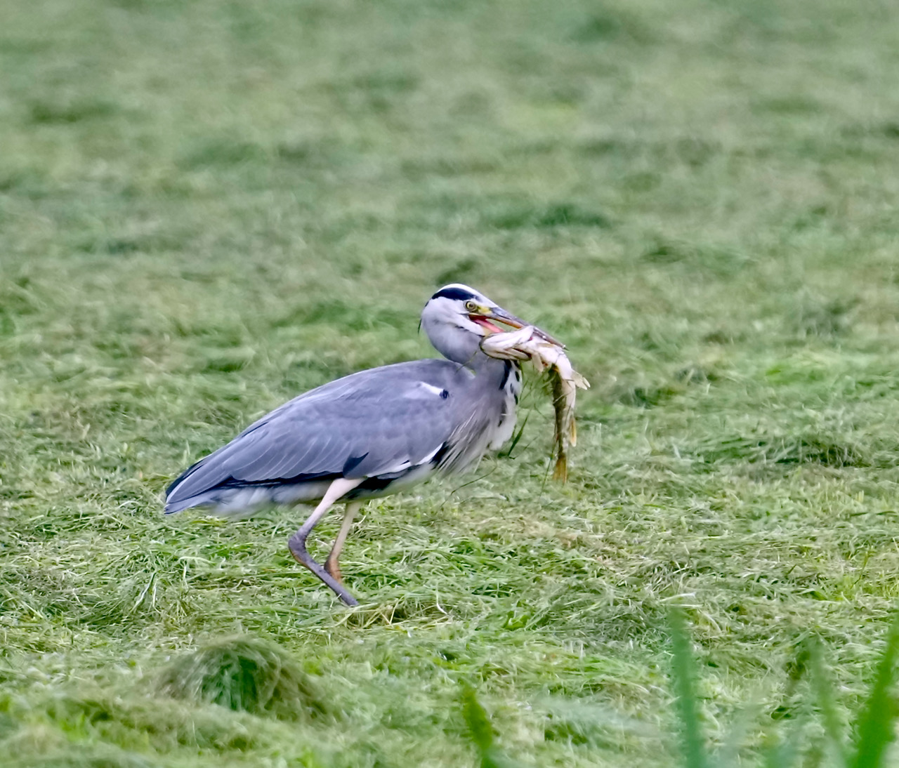 _DSC9340.jpeg